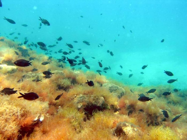 PADI Open Water Diver duikcursus Pula Kroatië