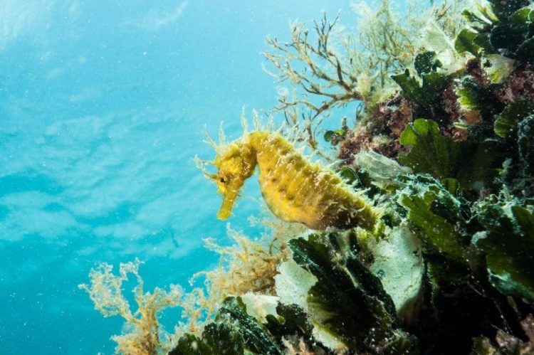 PADI Open Water Diver duikcursus Pula Kroatië