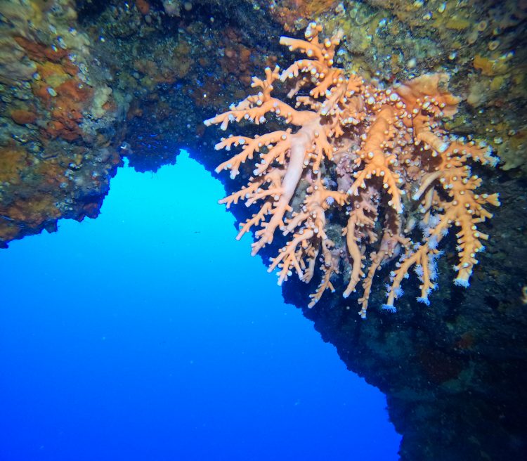 2 boot duiken vanaf Playa Chica, Lanzarote