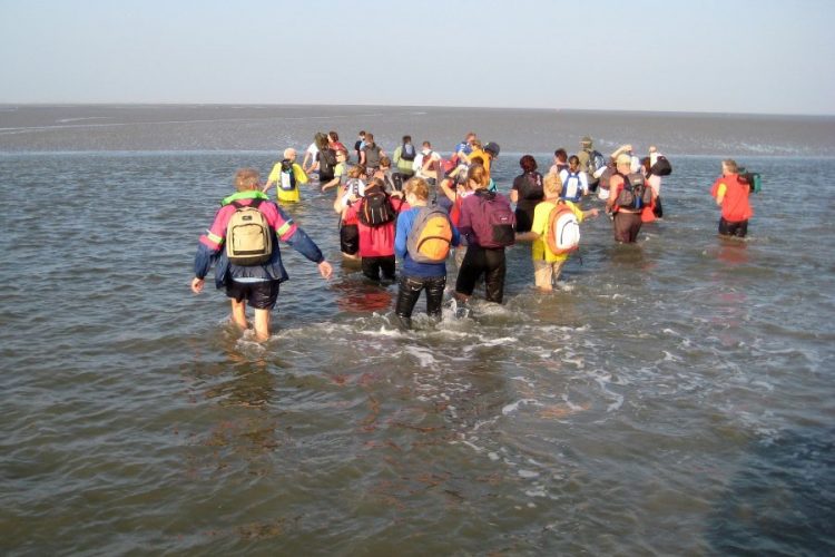 Wadlopen in het werelderfgoed gebied van Nederland - vanuit Noord Friesland of Groningen